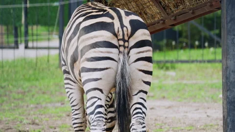 Close up rear view of a zebra highlighting its unique stripe pattern while Stock Footage 337260869