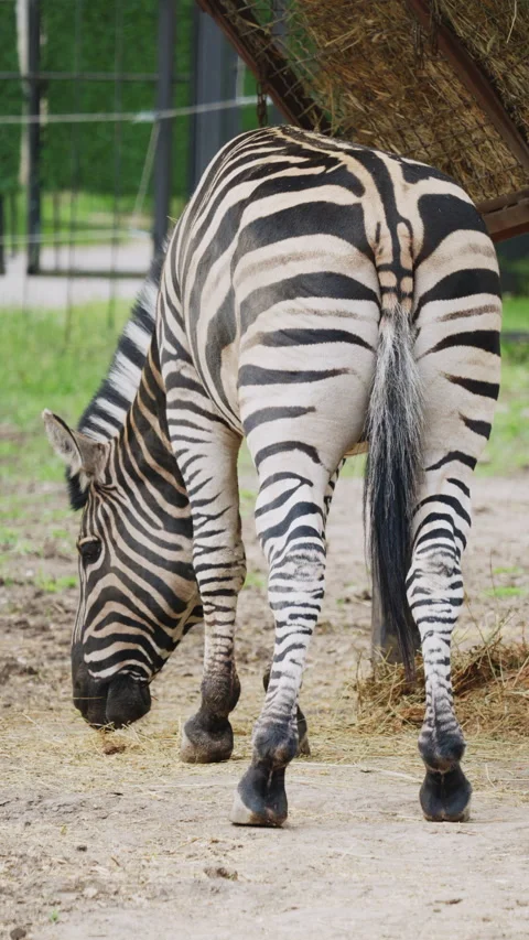Close up rear view of a zebra highlighting its unique stripe pattern while Stock Footage 337262051
