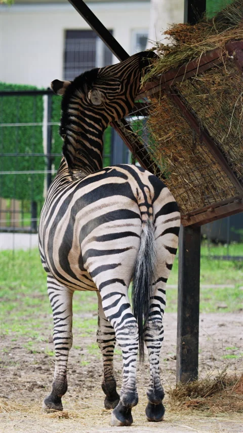 Close up rear view of a zebra highlighting its unique stripe pattern while Stock Footage 337262563