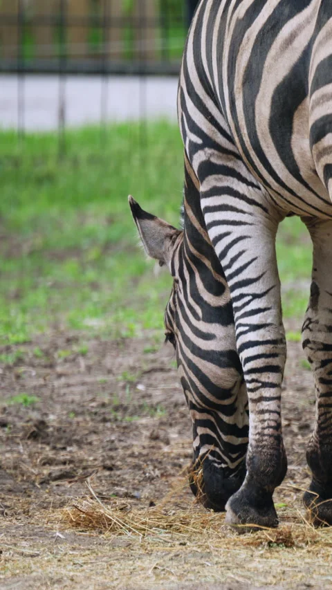Close up rear view of a zebra highlighting its unique stripe pattern while Stock Footage 337262894