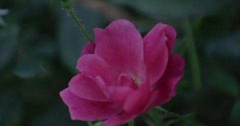 Close up of a recent Bloomed Red Flower Stock Footage 263985051