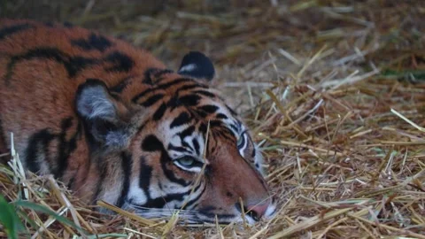 Close-up of a reclining tiger. Wildlife. A predatory cat. Stock Footage 196906295
