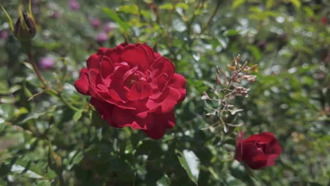 Close-up of red Alpine rose or Mountain rose (Rosa pendulina) swaying in breeze Stock Footage 331968370