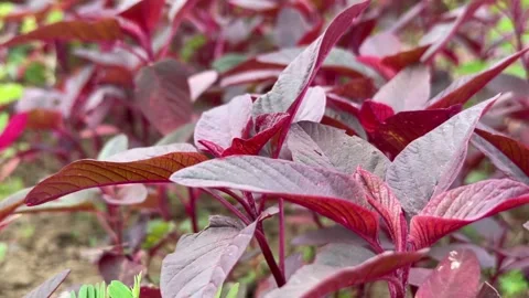 Close up red amaranth leaves fill the foreground, with layered plants from the Stock Footage 326319557