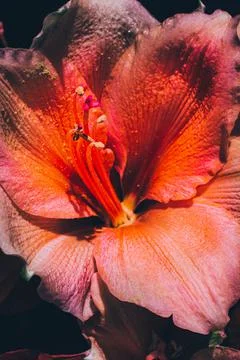 Close-up of a red Amaryllis Stock Photos