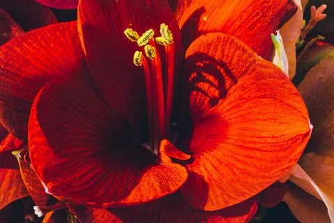 Close-up of a red Amaryllis Stock Photos