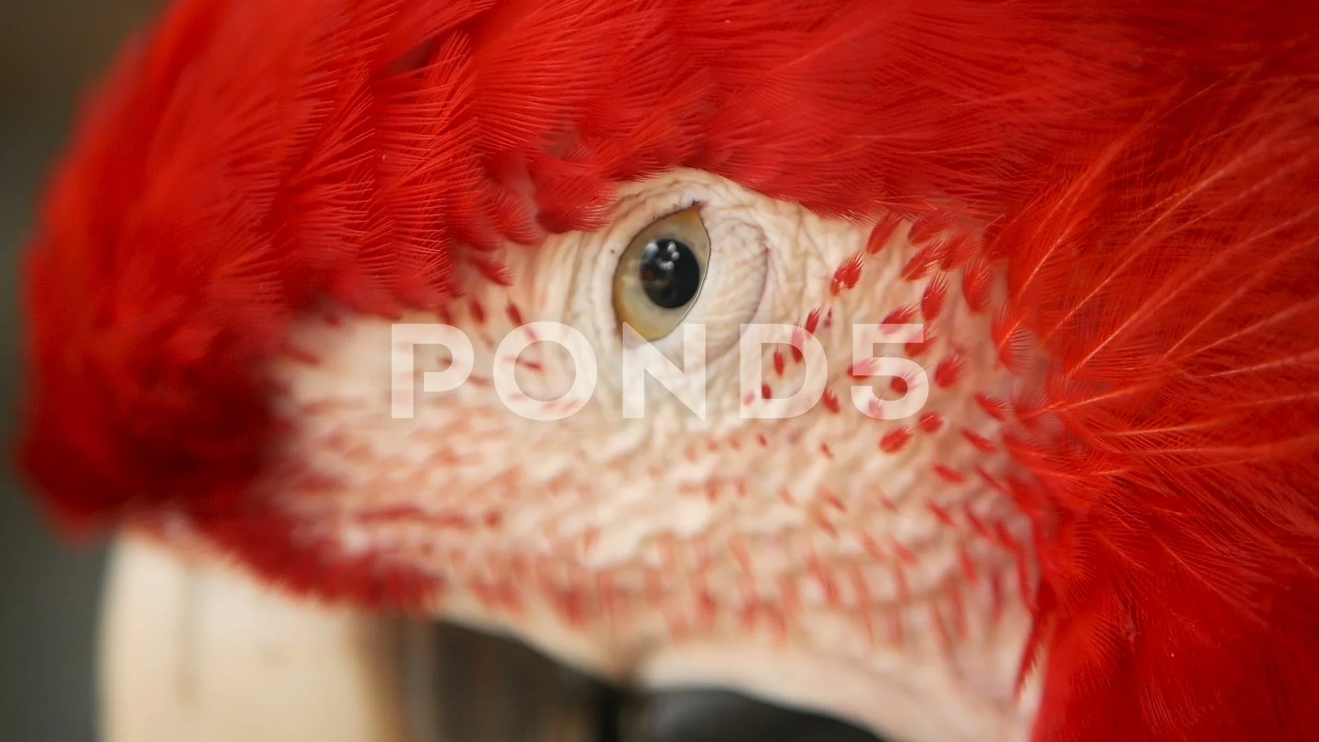 Close Up Of Red Amazon Scarlet Macaw Par Stock Video Pond5