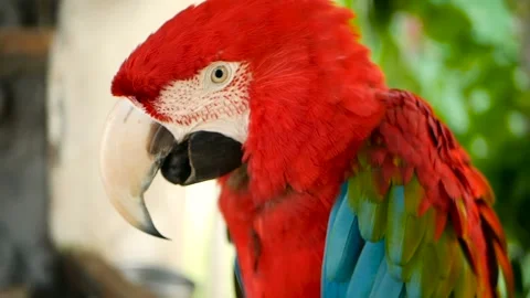 Close up of Red Amazon Scarlet Macaw parrot or Ara macao, in tropical jungle Vidéo 94399384