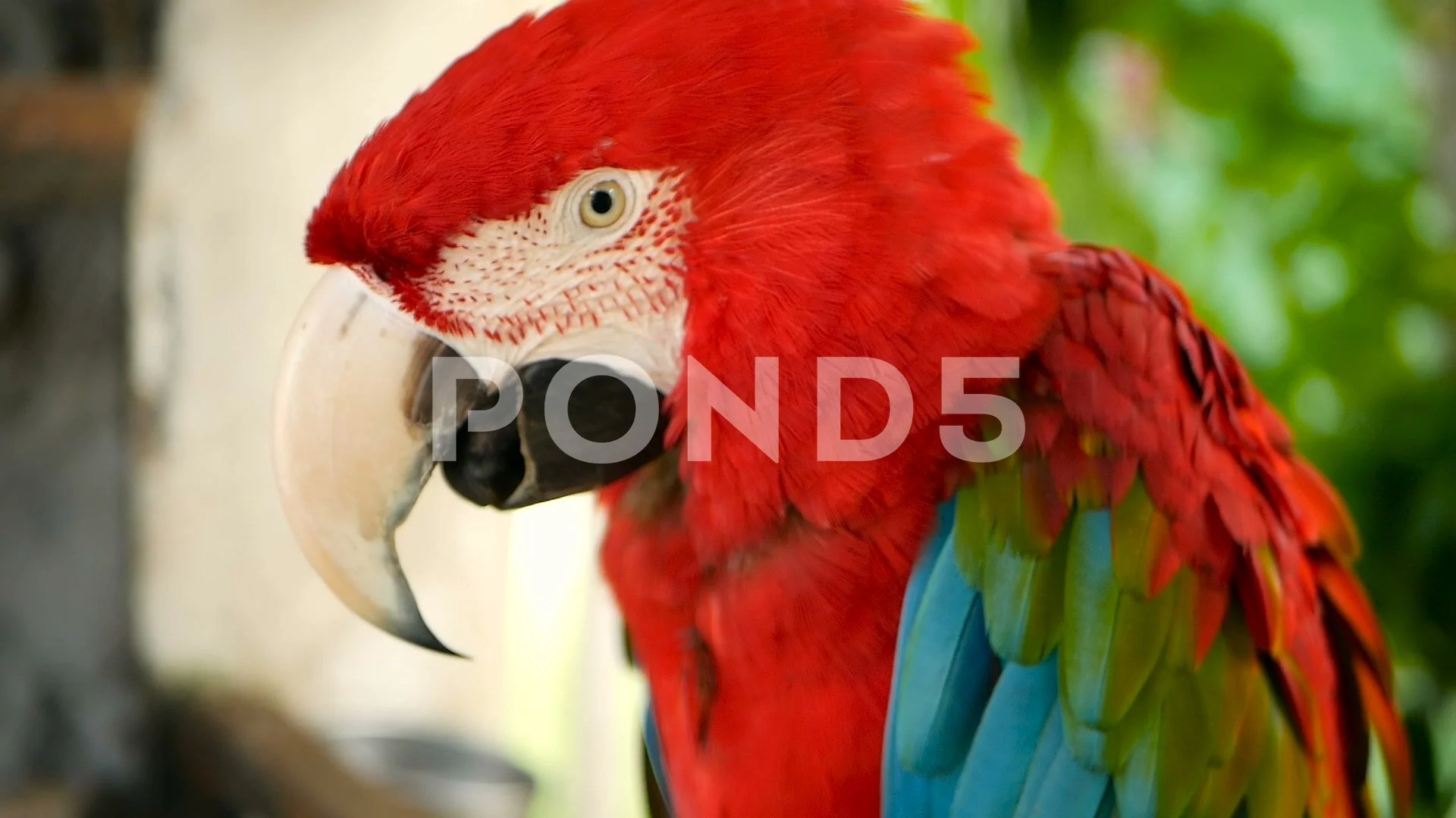 Close Up Of Red Amazon Scarlet Macaw Par Stock Video Pond5