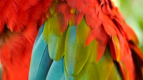Close up of Red Amazon Scarlet Macaw parrot or Ara macao, in tropical jungle 库存影片 94454037