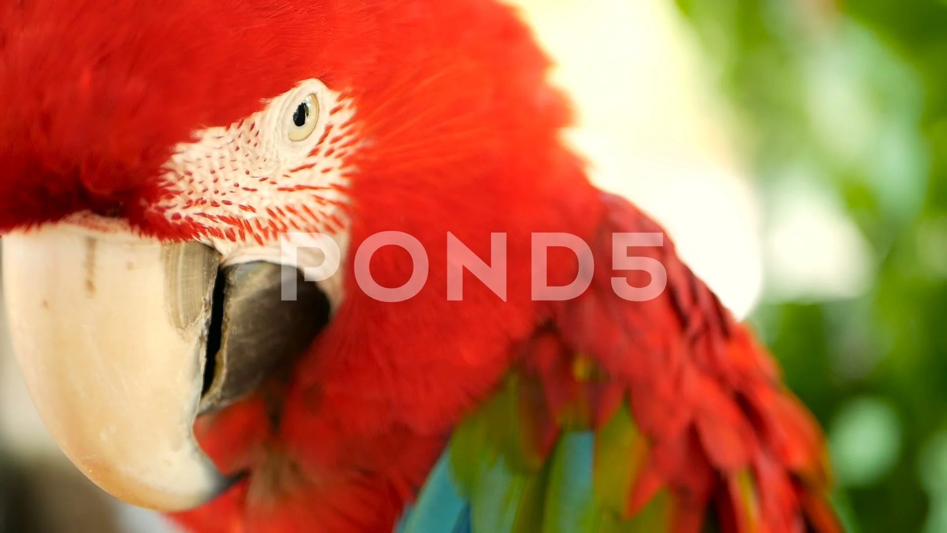 Close Up Of Red Amazon Scarlet Macaw Par Stock Video Pond5