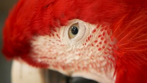 Macaw Stock Video Footage Royalty Free Macaw Videos Pond5