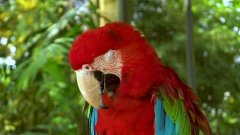 Close up of Red Amazon Scarlet Macaw parrot or Ara macao, in tropical jungle Stock Footage 141176083