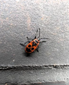 Close-up of a Red and Black Firebug Stock Photos