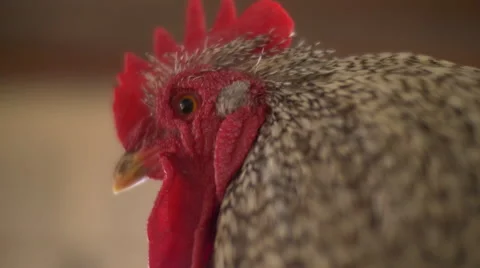 Close up of Red and brown Rooster chicken face and eye on farm Stock Footage 41056475