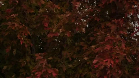 Close Red and Grean Leaves 24 fps Video stock 232286571
