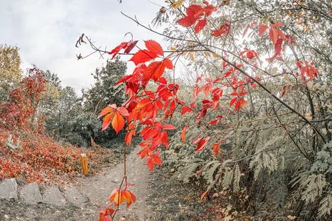 Close-up of red and green autumn leaves against a blurred backdrop, suggestiv 스톡 사진