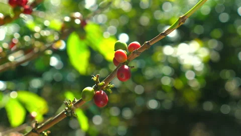 Close-up of red and green coffee beans ripening on branch of coffee Stock Footage 281275846