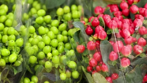Close Up of Red and Green Hypericum Berries at Flower Market Stock Footage 339405152