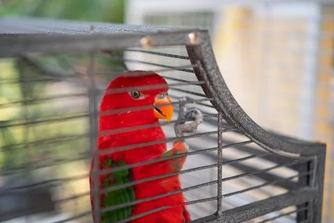 Close up of a Red-and-green macaw, holding the cage Stock Photos