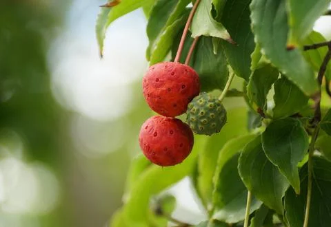 Close up of the red and green tiny fruits of Japanese Flowering Dogwood tree Foto stock