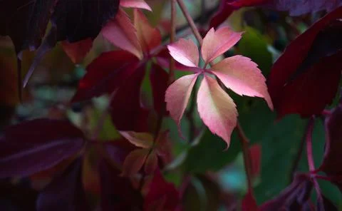 Close-up of red and pink autumn leaves with soft natural light, selective focus 스톡 사진