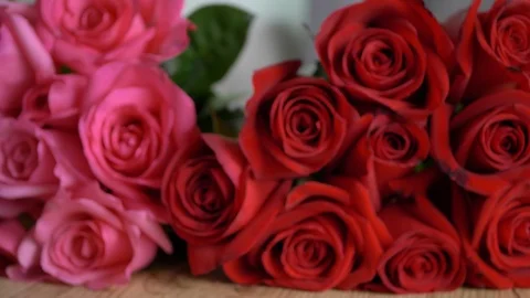 Close-up red and pink rose flower Stock Footage 95017983