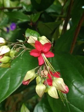 Close up of red and white Bleeding Heart Vine flowers in the garden Stock Photos