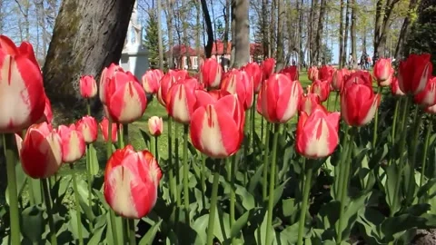 Close up red and white blooming tulips swaying in the wind on sunny day Stock-Footage 201493129