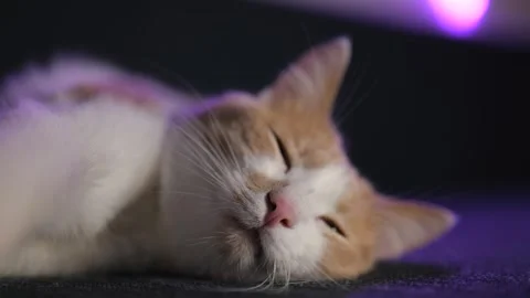 Close-up. red and white cat sleeps on the sofa. Cute kitten face .4K video Stock Footage 255820597