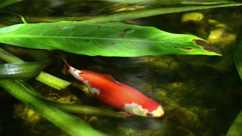 Close-up of a red and white koi swimming under a green leaf in a garden pond, Stock Footage 342231957