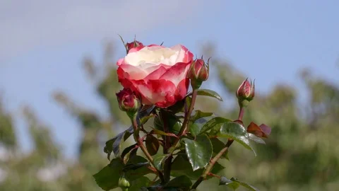 Close Up Red And White Nostalgia Rose 库存影片 79660138