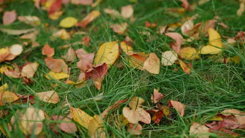 Close-up red and yellow fallen leaves on green grass outdoors. Dried leaves in Video stock 237521181