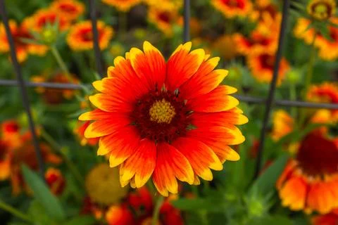 Close up of Red and yellow Gaillardia flower in the garden on the blurred b.. Stock Photos
