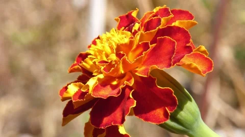 Close up of red and yellow marigold Tagetes flower blooming in sunny garden 스톡 동영상 343557819