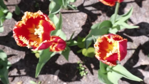 Close-up of red and yellow tulips with stone garden backdrop Stock Footage 311060426
