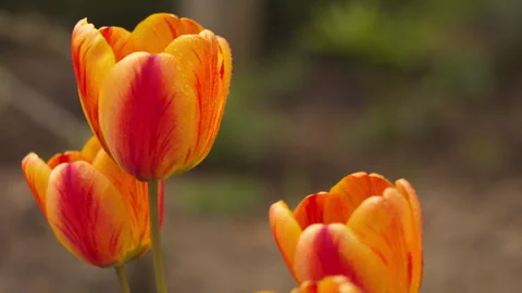 Close-Up of Red and Yellow Tulips Swaying in Spring Garden Stock-Footage 334119613