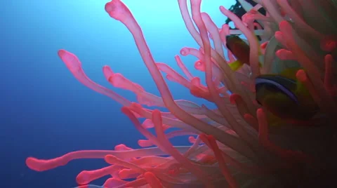 Close up of red anemone moving to blue water Stock Footage 2407427