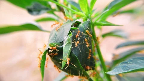 Close-up of Red Ant That is building a nest Stock Footage 123694557