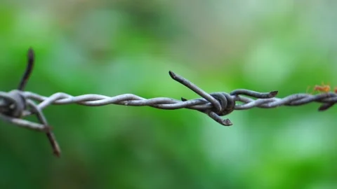 Close up of red ant colony is walking in rows on rusty barbed wire Stock Footage 130659235