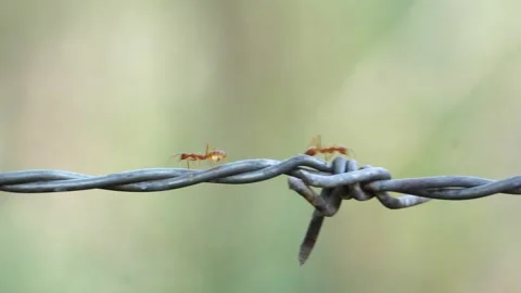Close up of red ant colony is walking in rows on rusty barbed wire Stock Footage 130660005