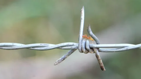 Close up of red ant colony is walking in rows on rusty barbed wire Video stock 130682710