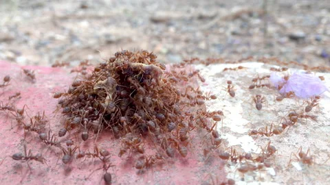 Close up red ant eat dead animal. Stock Footage 148274161