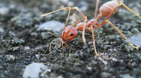 Close up of red ant eating Stock Footage 34386306