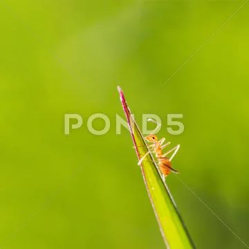 Close up of red ant on green leave with green nature background Stock Photos