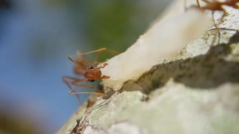 A close-up of red ant insect eat white rice on the trees Stock Footage 154997244