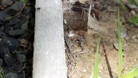 Close Up of Red Ant Running On The Wooden Plank , Formica Rufa Stock Footage 77316143