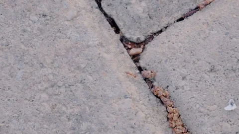 Close-up of a red ant that runs on the sidewalk in the city. Insects close-up. 스톡 동영상 108936993