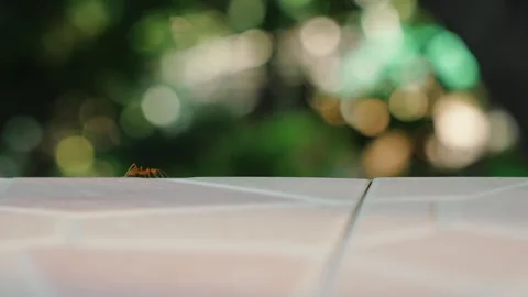 Close-up of red ant walking on ceramic surface with natural green tree bokeh 스톡 동영상 311554527