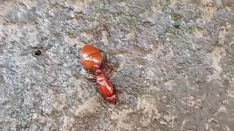 Close-Up Red Ant Walking on Rough Ground Surface Stock Footage 323828162